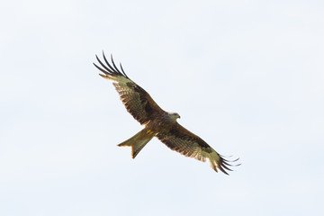 flying red kite (milvus milvus) with white background