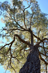 Fototapeta na wymiar Australian Tree