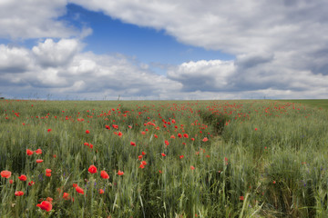 Field of red poppies