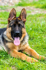 German shepherd puppy