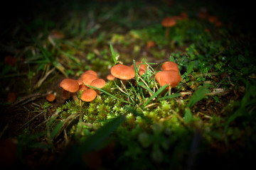 Small Mushrooms