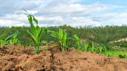 Corn Fields - Agriculture Photo Theme. Small Corn Plants.