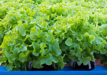 Hydro Pro Necks vegetables