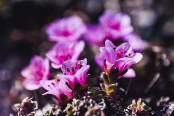 Close-up pink purple arctic flower on the island of Svalbard Spitsbergen in the city of...