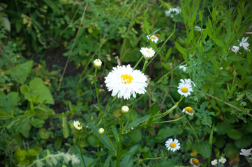 Big camomile flowers in the garden