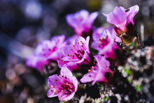 Close-up pink purple arctic flower on the island of Svalbard Spitsbergen in the city of Longyearbyen  in summer