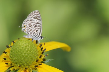 Butterfly with flowers