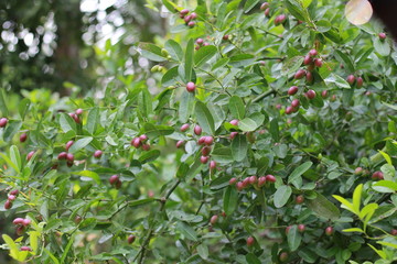 Fruit Tree
