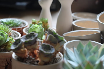 succulent