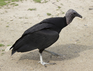 Vulture