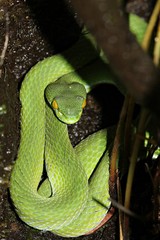 Green snake