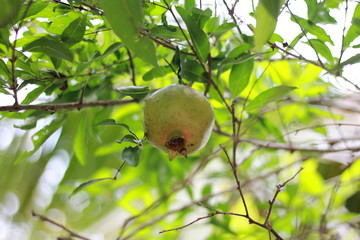 Pomegranate Tree