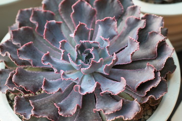 succulent