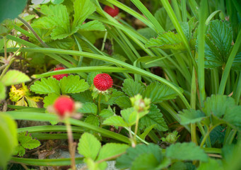 Wild berries. Mock strawberry