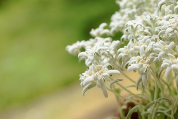 Closeup of beautiful edelweiss flowers. Space for text