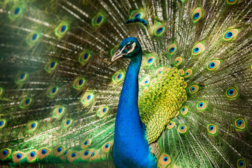 Rad schlagender Pfau
