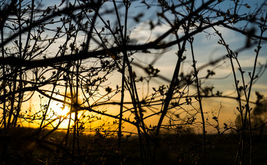 Sunset through the grass