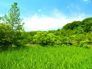 Obraz premium 新緑の林風景