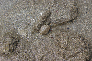 砂の上のキンセンガニ