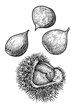 Chestnut illustration, drawing, engraving, ink, line art, vector