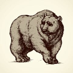 Obraz premium Bear. Vector drawing