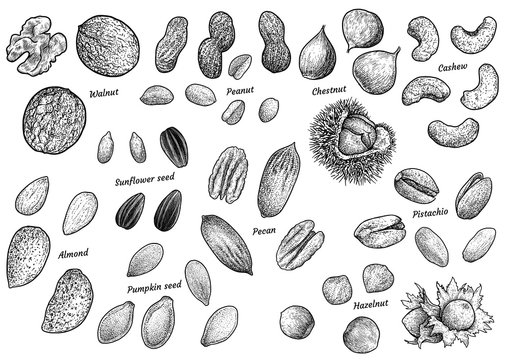 Nuts collection illustration, drawing, engraving, ink, line art, vector