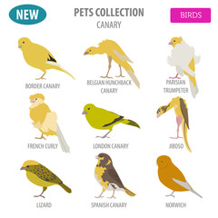 Canary breeds icon set flat style isolated on white. Pet birds collection. Create own infographic about pets