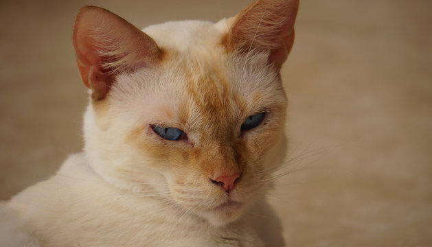 Kimba
