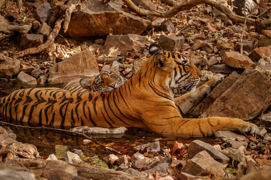 Tigers in the nature habitat. Tigers mother and cubs near the water. Wildlife scene with danger animal. Hot summer in Rajasthan, India. Dry trees with beautiful indian tiger. Panthera tigris