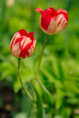 Obraz premium Red tulips. Spring landscape.