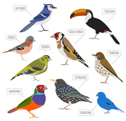 Fototapeta premium Pet birds collection, breeds icon set flat style isolated on white. Create own infographic about pets