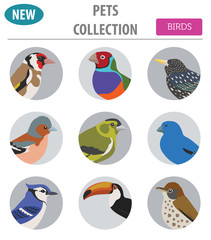 Pet birds collection,  breeds icon set flat style isolated on white.  Create own infographic about pets