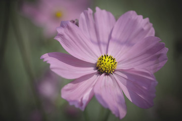 Obraz premium Close up pink flower cosmos pastel tone.