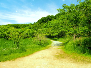 新緑の林と道風景