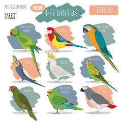 Parrot breeds icon set flat style isolated on white. Pet birds collection. Create own infographic about pets