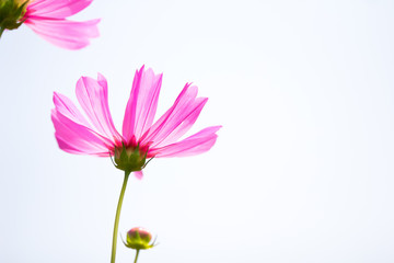 Close up view beautiful pink flower cosmos isolating on white background.