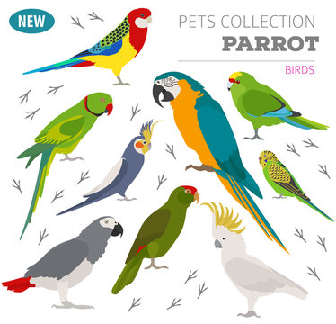Parrot breeds icon set flat style isolated on white. Pet birds collection. Create own infographic about pets