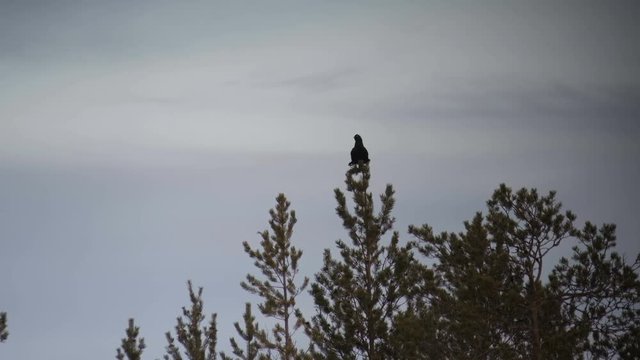 Silhouette of black grouse (tetrao tetrix) sitting on the top of a tree.
