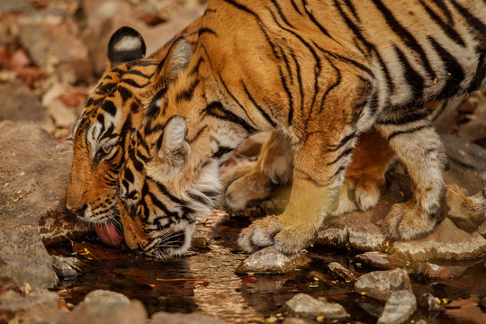 Tigers in the nature habitat. Tigers mother and cubs drinking water. Wildlife scene with danger animal. Hot summer in Rajasthan, India. Dry trees with beautiful indian tiger. Panthera tigris