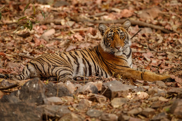 Tiger in the nature habitat. Tiger cub resting in the dark forest. Wildlife scene with danger animal. Hot summer in Rajasthan, India. Dry trees with beautiful indian tiger. Panthera tigris