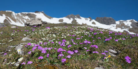 Alpenblumen am Fellhorn, Allgäuer Blumenberg. Primeln und Silberwurz