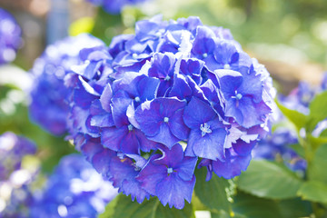 flowers of the hydrangea blooming in the garden outdoors