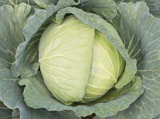early cabbage. © benjamas
