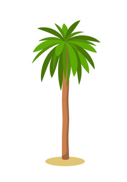 Palm tree. Isolated on white. Vector illustration.