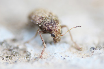 insect macro