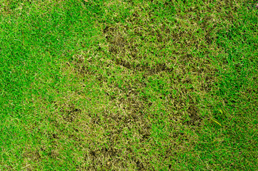 Pests and disease cause amount of damage to green lawns, lawn in bad condition and need maintaining