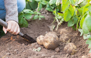 Hands harvesting fresh organic potato.