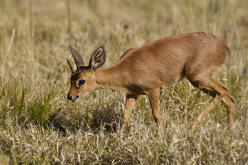 Naklejka na ściany i meble Duiker antelope walking through dry grass