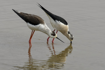 Echasse blanche,.Himantopus himantopus, Black winged Stilt