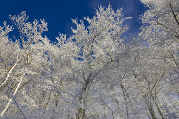 Schneebedeckte Baumkronen_Querformat